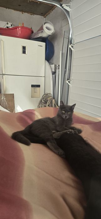 Отдадим кошку в добрые руки