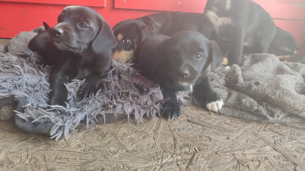 Щенок таксы ,  в добрые руки