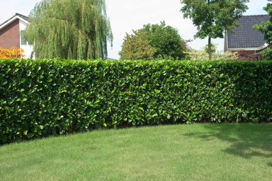 Laur englezesc - Prunus Laurocerasus Rotundifolia, 2 ani,  60-80 cm