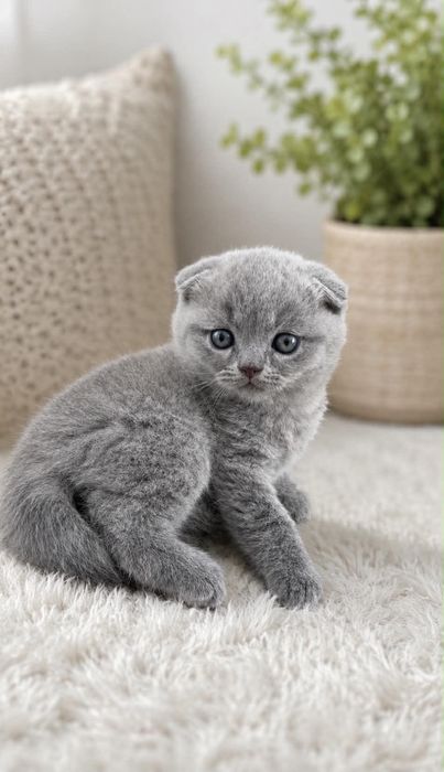 Продажби на котки