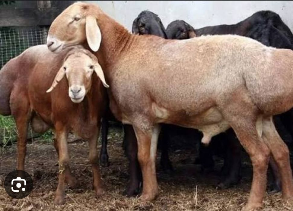 Veterinariya va profilaktika ishlarini qilamiz