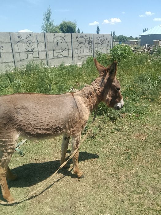Ешек сатылады арзан