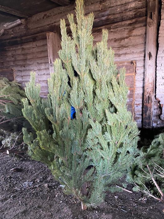 Ёлка сосна новогодняя