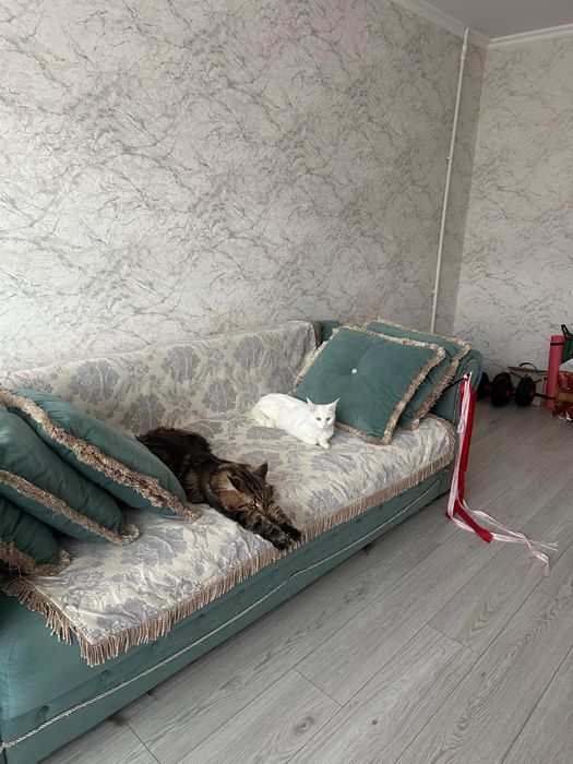 Резерв котенка мейн кун