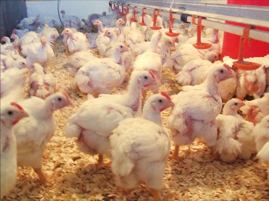 pui alb si pui rasa mixta