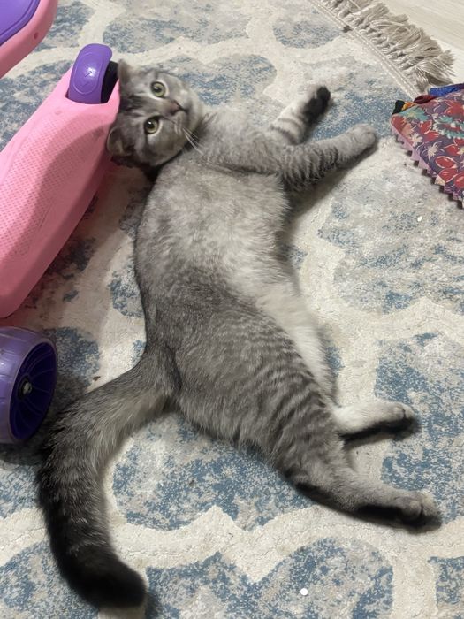 Кошкакошкакошкаа