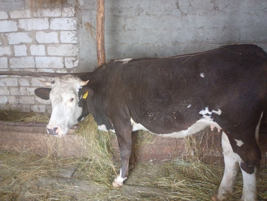 Junică gestantă în 8 luni foarte cuminte cu tratamentele la zi