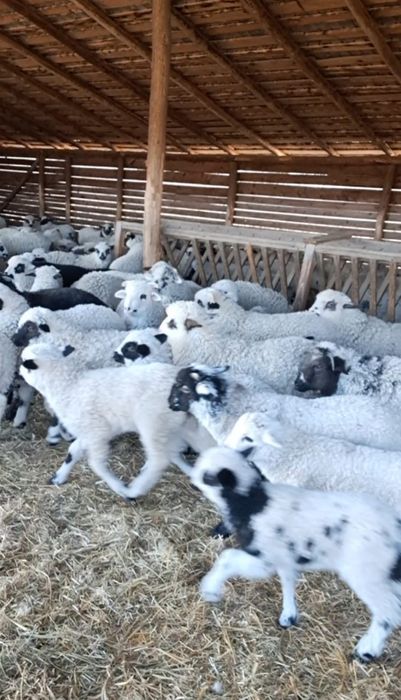 Oi cu miei de vânzare