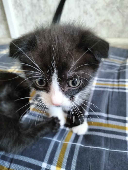 Отдам британских котят бесплатно