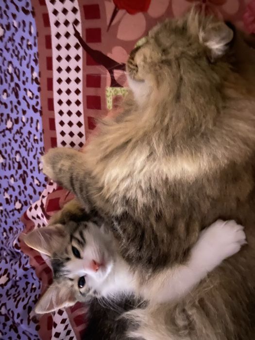 Котенок в добрые руки