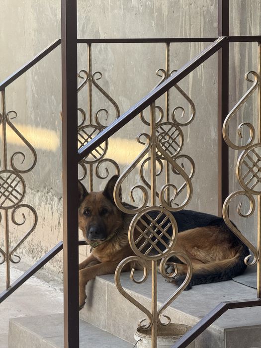 Ургашы ит, овчарка