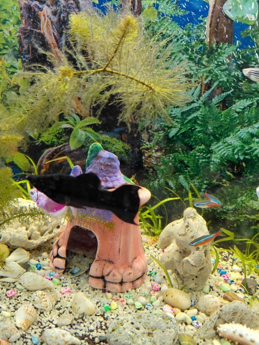 Продам аквариумных рыбок