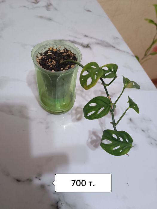 Лейка для цветов