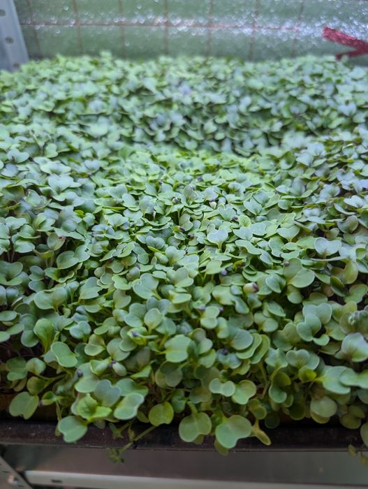 Микрозелень лучшего качества