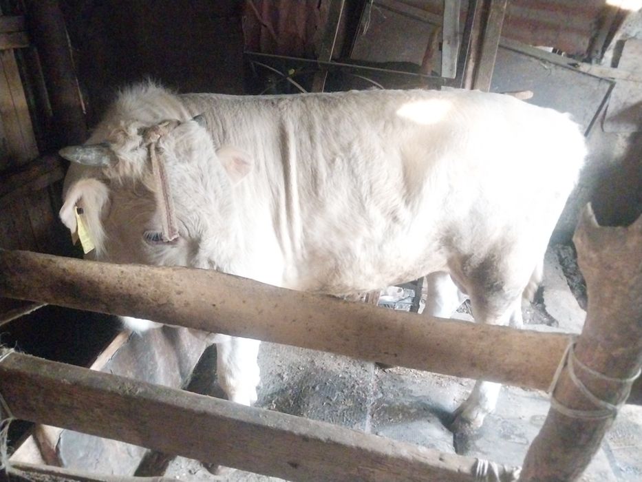 Продам бычька  1.год1 месец