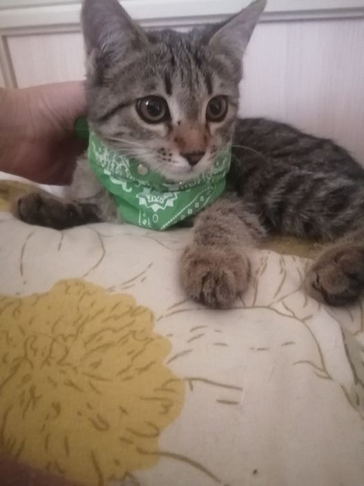 Котята, породистые и простые в добрые руки!