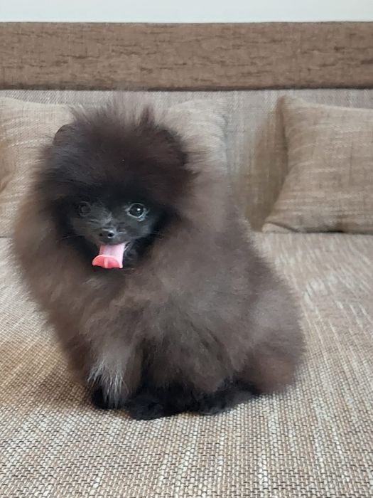 Pomeranian mascul cu pedigree