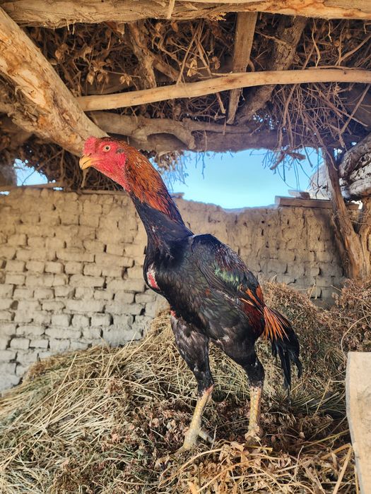 O SHAMO привазной 3 йиллик