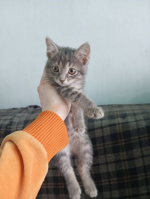 Милые котята в добрые руки