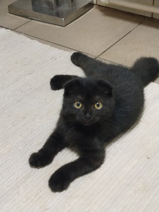 Motanel Scottish fold short hair chocolat