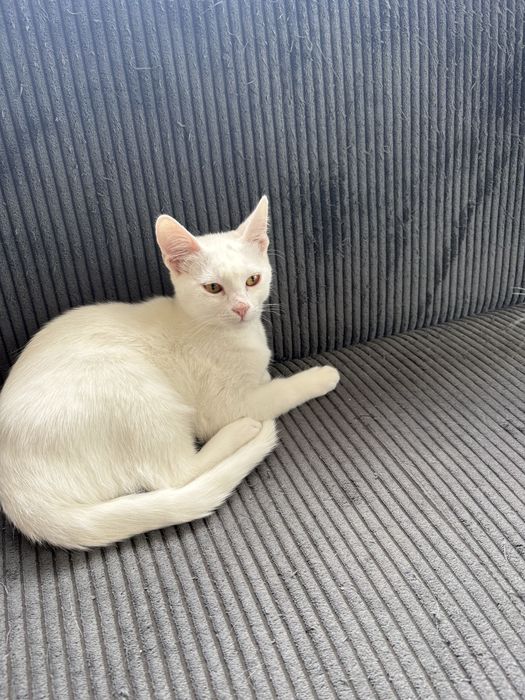 Малко бяло  коте