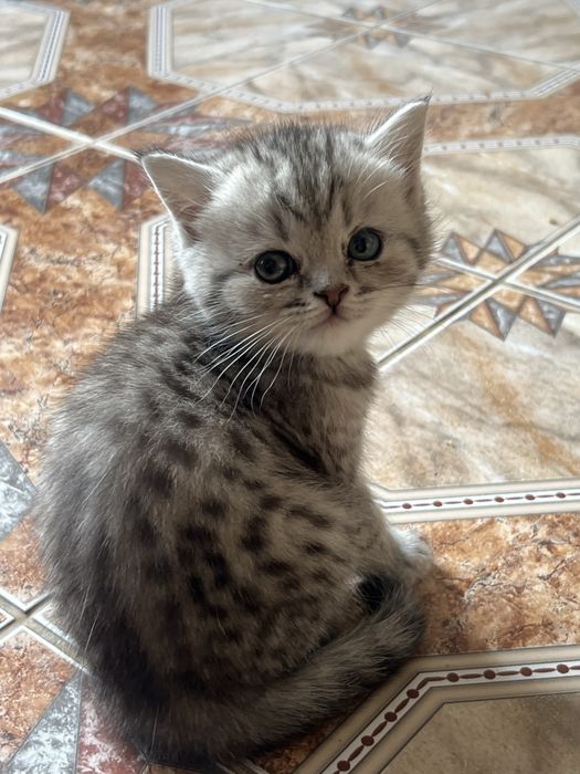 Котята милашки:)