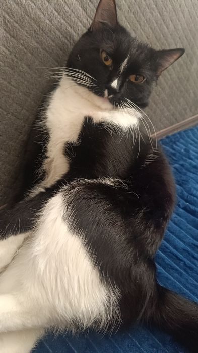 Котик и кошечка ищут добрый дом