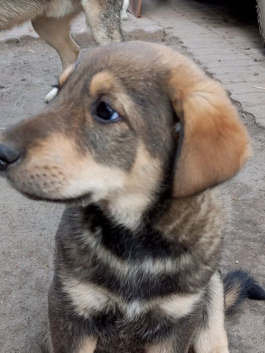 Отдам щенят в хорошие руки