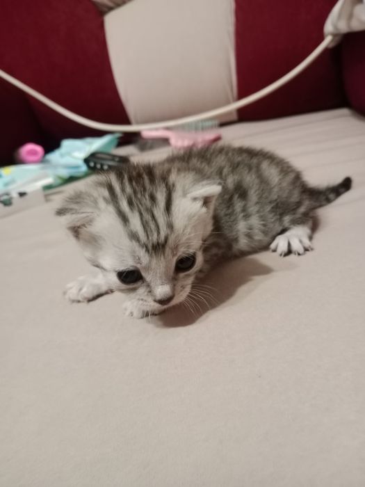 Котята шотландские