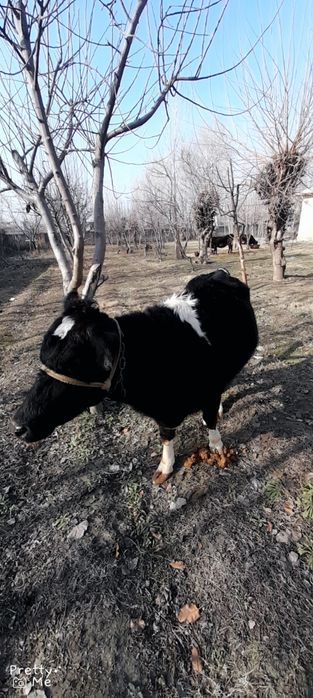 Gibrit gunojin 5 oylik bugoz