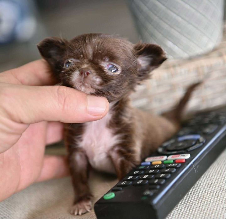 Женско миниатюрно чихуахуа дългокосместо шоколадово