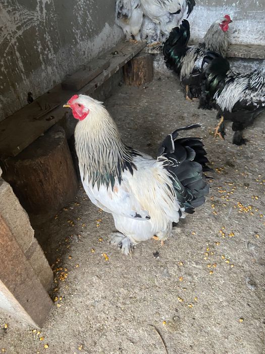 Cocoși brahma de vanzare