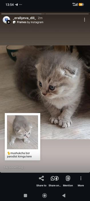 Parodali yoqimtoy mushuchala bor