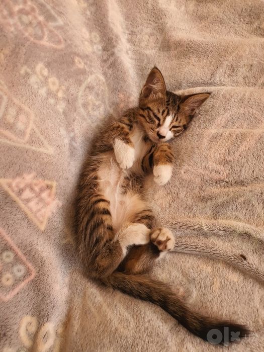 Mushukchalar   котята
