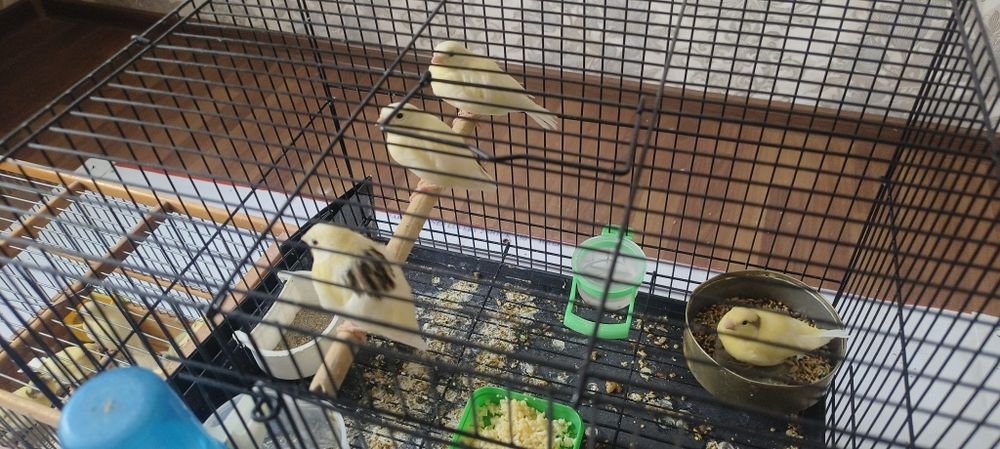 Канарейка 2 ойли