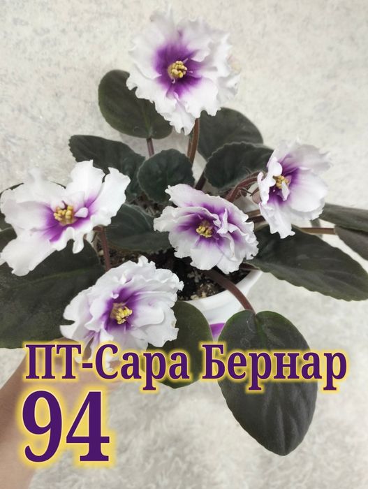 Продам сортовые фиалки