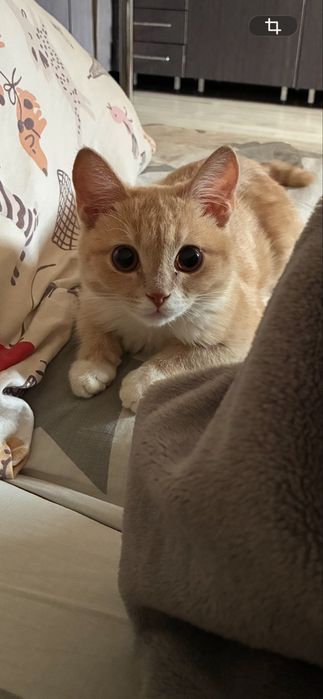 Отдам котенка мальчика