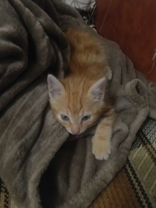 3 pisicute spre adoptie