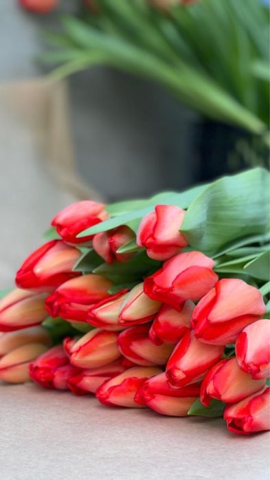 Оптом тюльпаны крупные