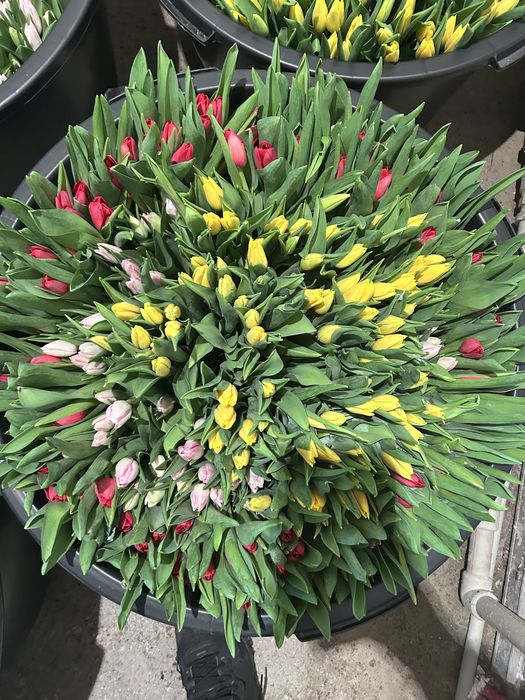 Голландские , Местные , Тепличные тюльпаны