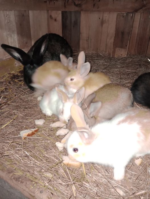 6 pui iepure cauta alta casa.