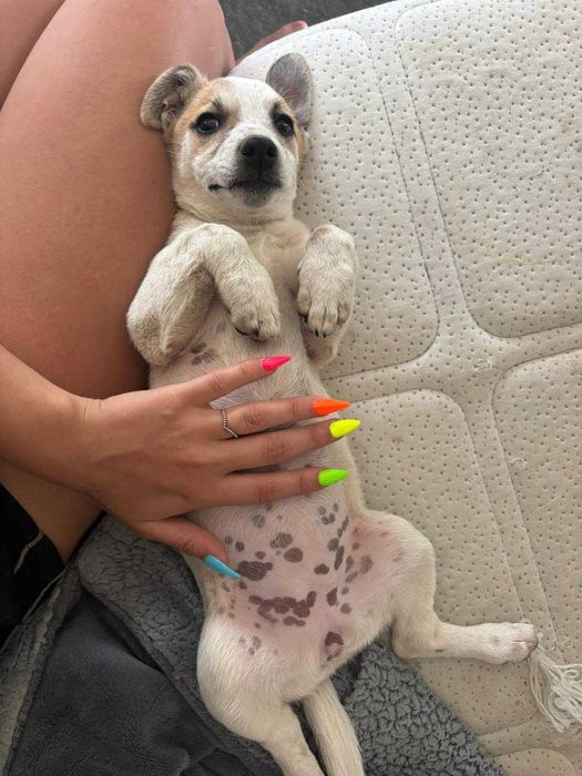 Хотел за кучета Хачико