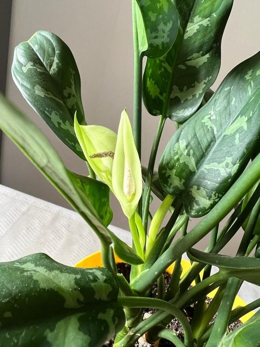 Продам комнатные цветы.