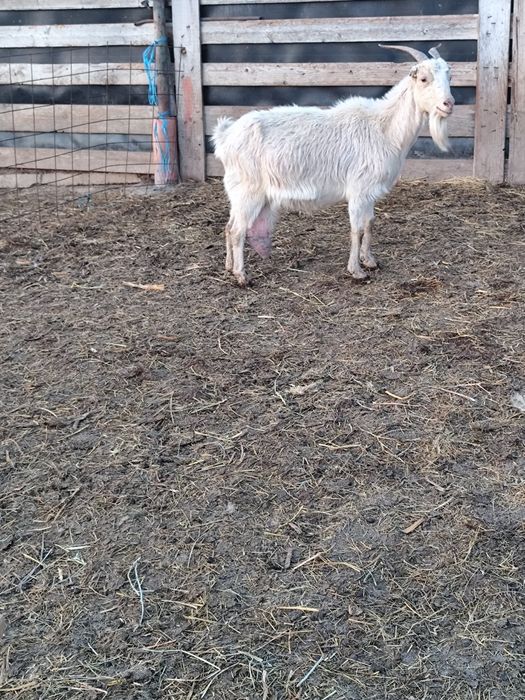 Vând capre gestante