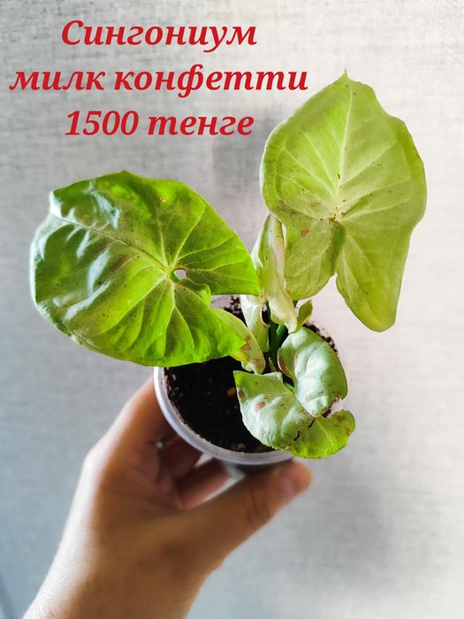 Продам комнатные цветы