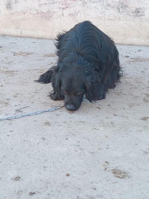 ит охотничьи собака