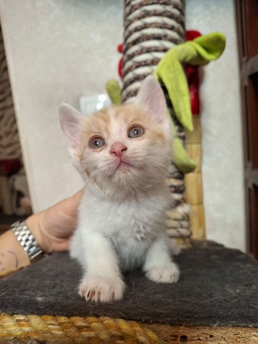 Отдам котенка мальчика в добрые руки