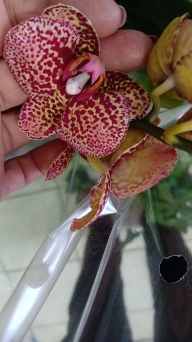 Орхидея желтый леопард Голландия