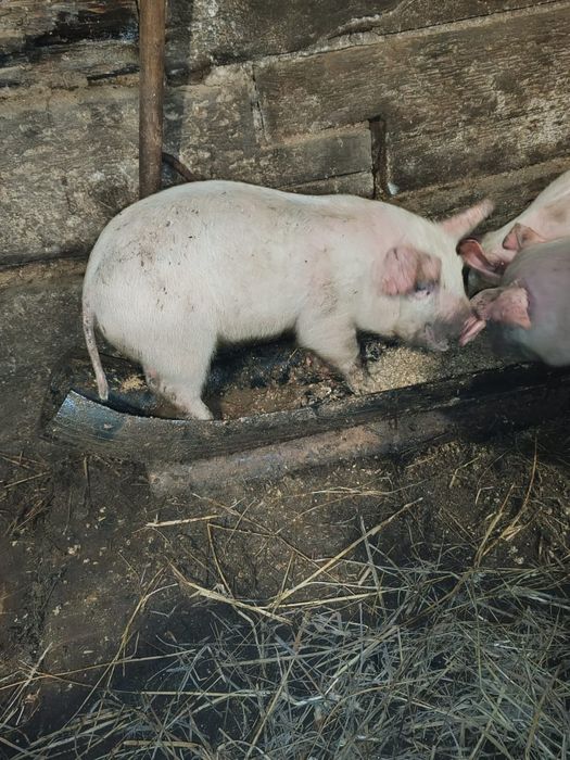 Продам крупных поросят