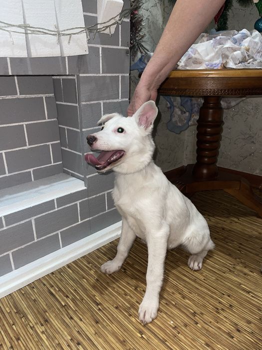 Щенок белой овчарки